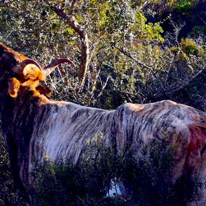 Vache broutant un arbre - Corse  - collection de photos clin d'oeil, catégorie animaux